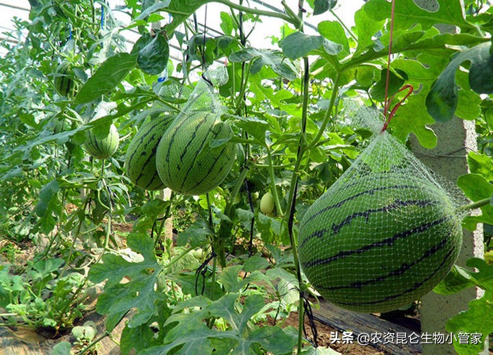 西瓜烂根属于什么病,西瓜烂根了怎么处理