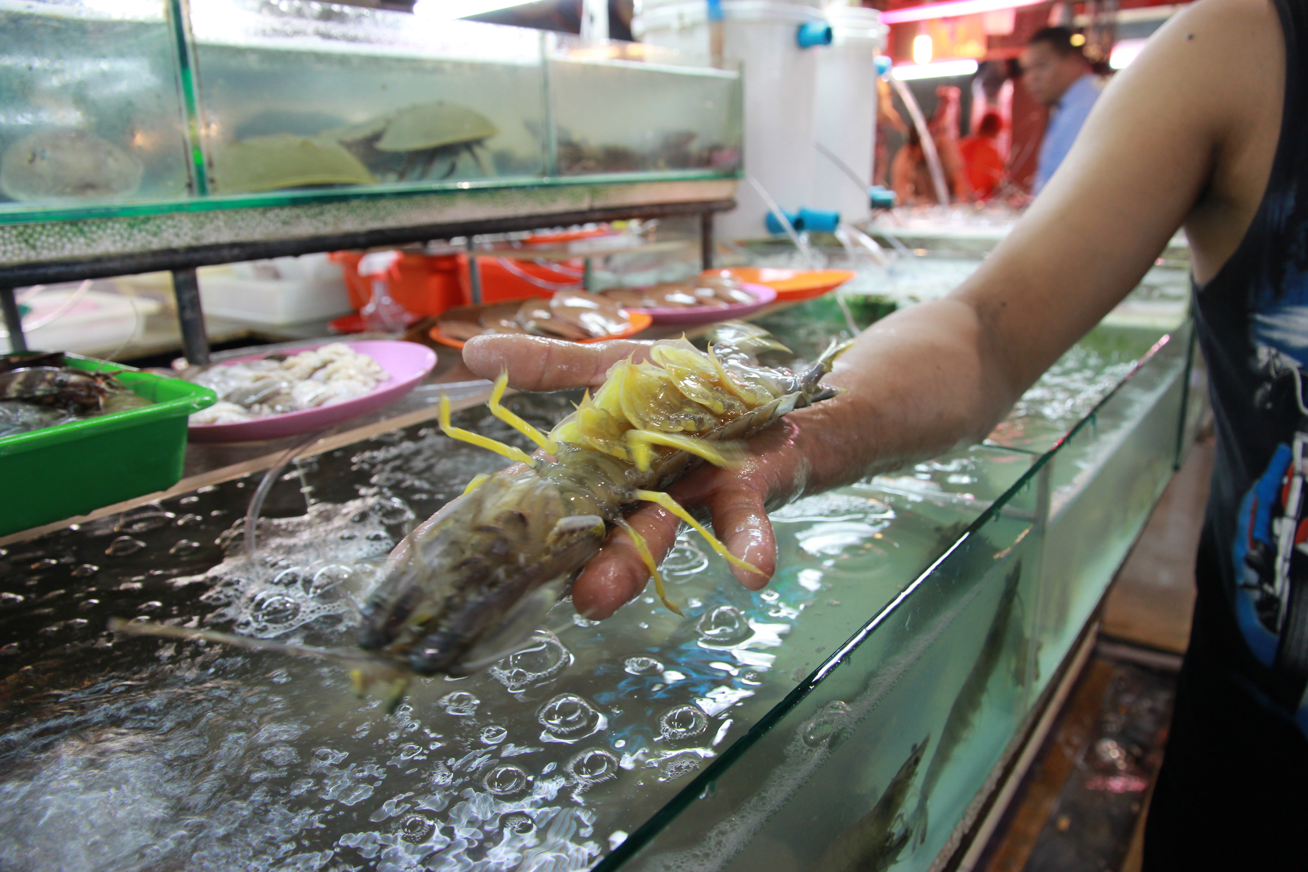 在普吉岛浮潜拍到的美妙海底世界 (普吉岛cape panwa hotel浮潜)