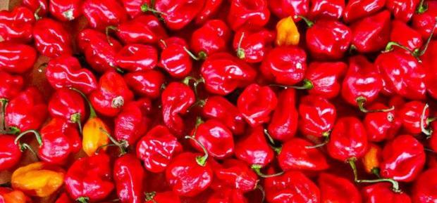 世界最辣辣椒1600万,世界最辣的辣椒排名视频