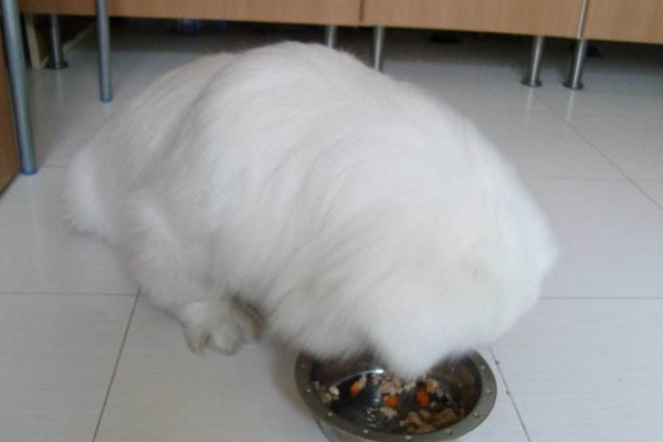 小狗狗感冒了打什么针,小狗感冒必须在多长时间后治疗