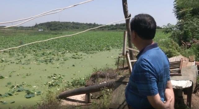 鱼塘里的不速之客,池塘来了入侵者