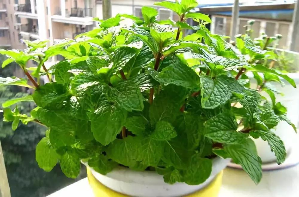 种什么蔬菜可吸甲醛,坪地吸甲醛的植物