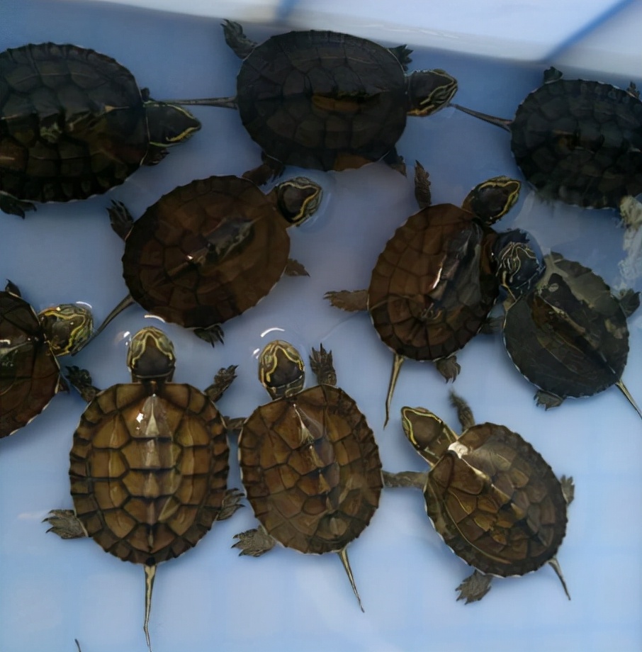 石金钱龟养了八年能卖多少钱,石金钱龟现状如何