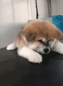 超级可爱呆萌的小奶狗,全种类小奶狗超萌合集