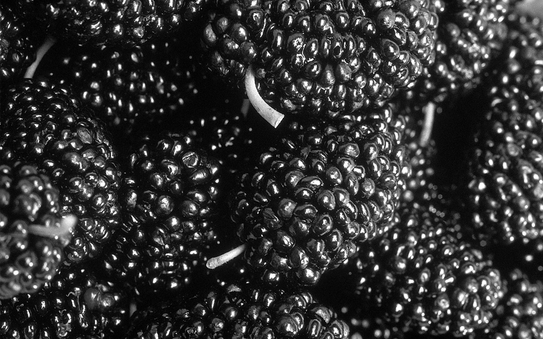 人参五宝茶包装设计,男人茶五宝茶的使用方法