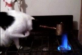 厨房是猫咪的修罗场，随便一项就能重伤