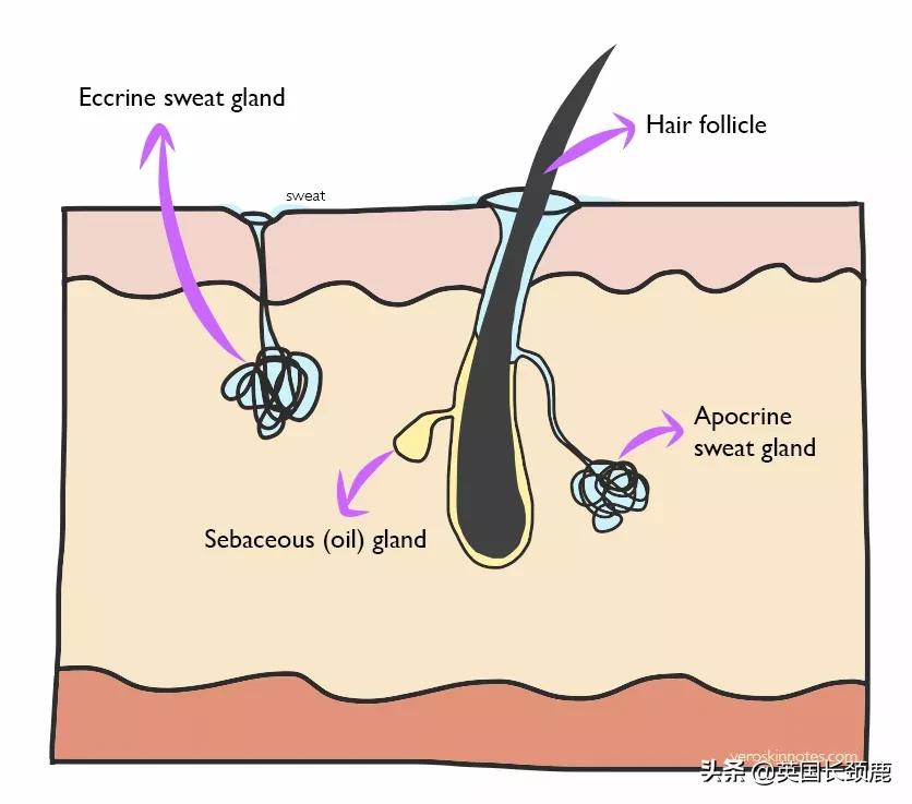 猕猴桃脱毛好物,适合猕猴桃女孩的脱毛好物推荐