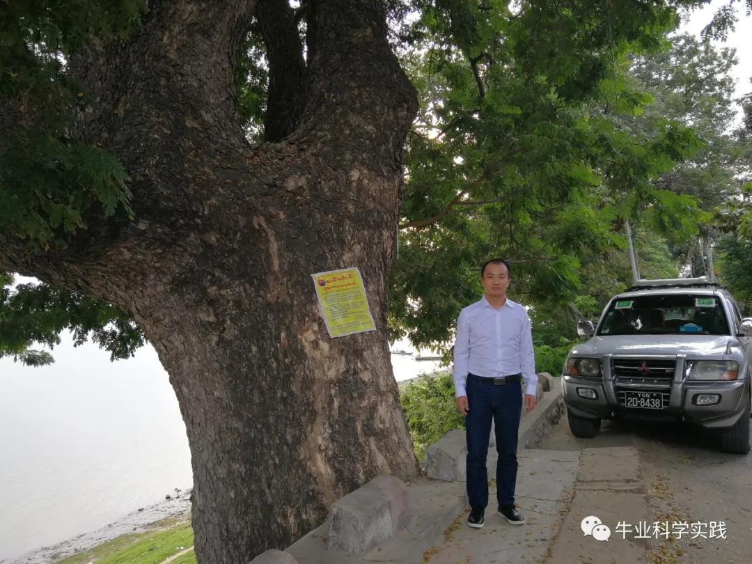 2023肉牛行情分析,2023-2024中国肉牛行情还会下跌吗