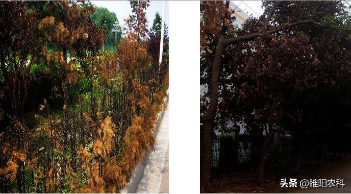 用啥除草剂能彻底消灭竹子根,除竹子和大树的除草剂