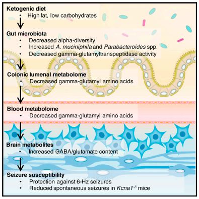利用宿主分泌的粘蛋白“为食”的Akk菌