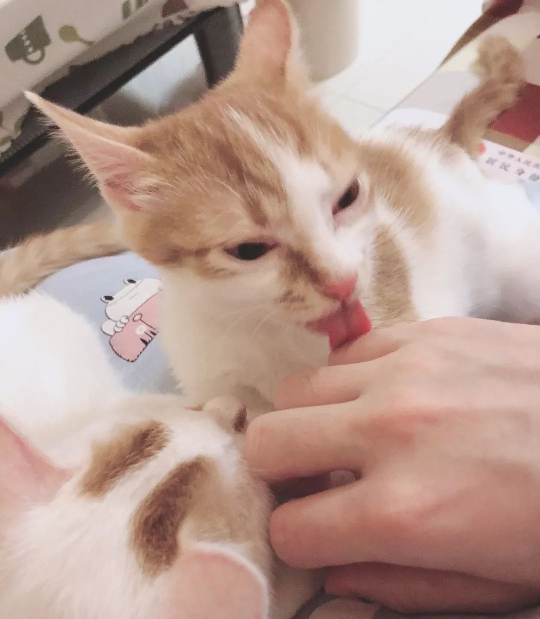 铲屎官旅游小猫咪开门,铲屎官出门猫咪躲床下