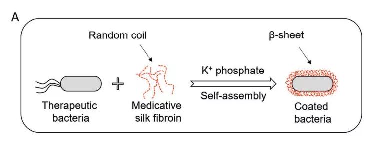 为益生菌提供良好的生长环境,为体内益生菌提供丰富的益生元