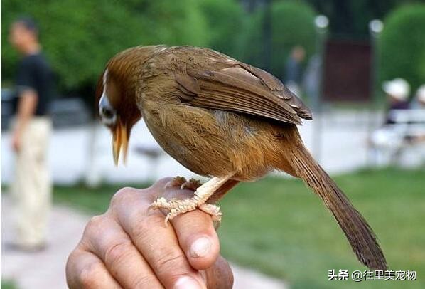 画眉鸟裸鸟打斗叫声,画眉鸟打斗声音