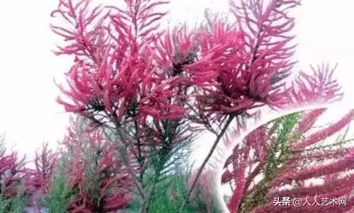 全国56市市花太美了的视频,中国56市市花图片