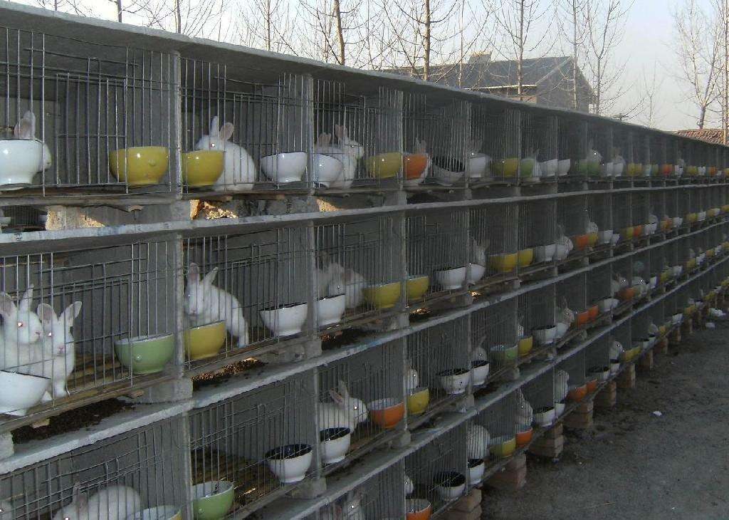 农村创业项目，有十亩地想散养野兔，可以试试看