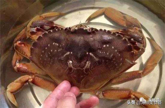 102种海鲜,营养丰富的海鲜有哪些品种