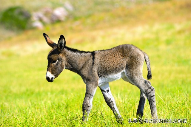 驴肉火烧的真实历史,曾经火遍整个东三省