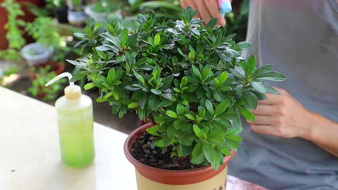 养了一个月的杜鹃花蔫了怎么办,在干燥的北方室内如何养杜鹃花