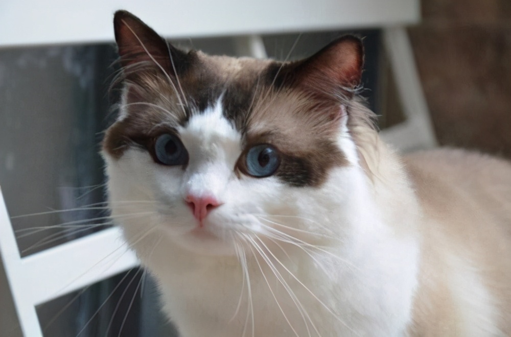 猫咪呕吐白色泡沫拉稀,猫咪拉稀呕吐用什么药