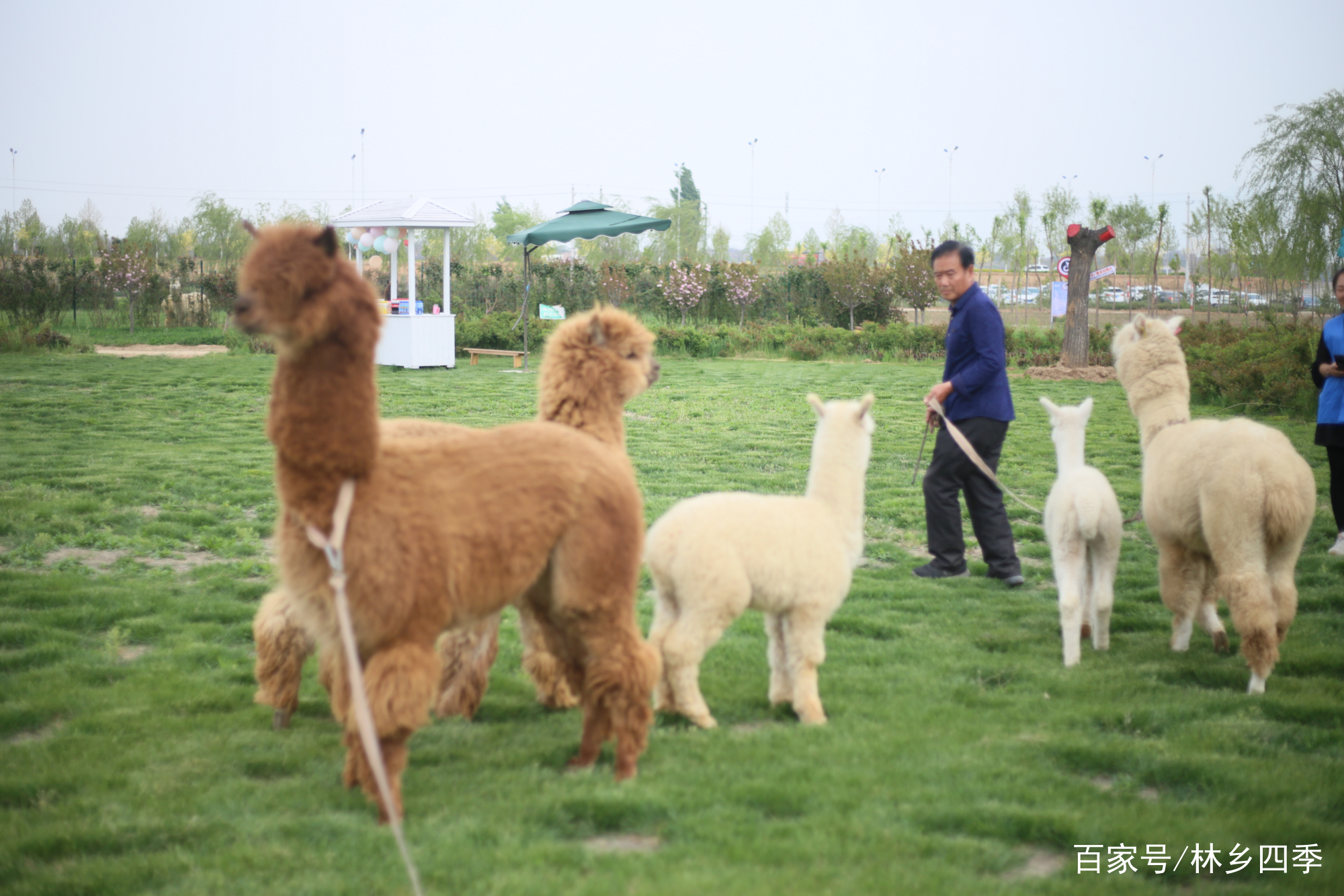 把羊驼带出去遛弯是怎样的体验,林乡四季羊驼