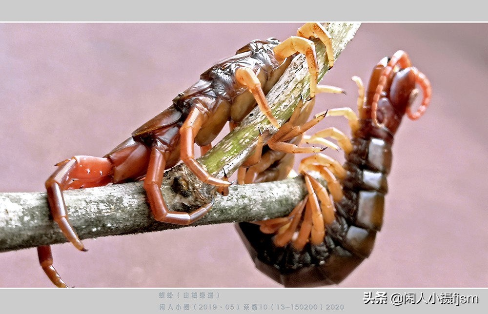 蜈蚣以毒攻毒的原理,蜈蚣的毒素到底有多强