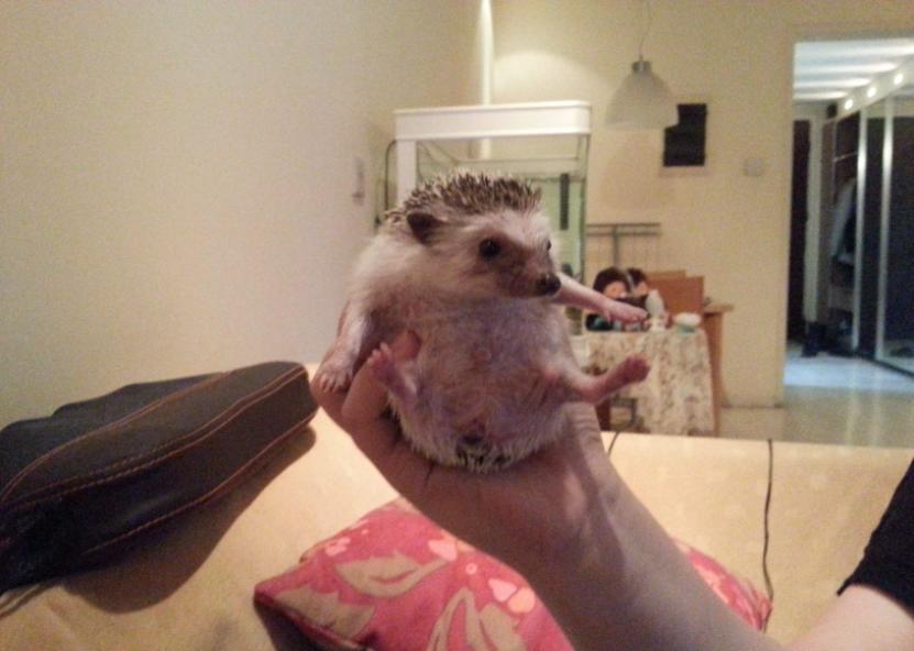 想养一只软萌可爱的非洲迷你刺猬？你需要注意这5点