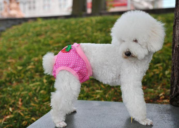 狗狗发情不用慌,这几点,铲屎官一定要做好