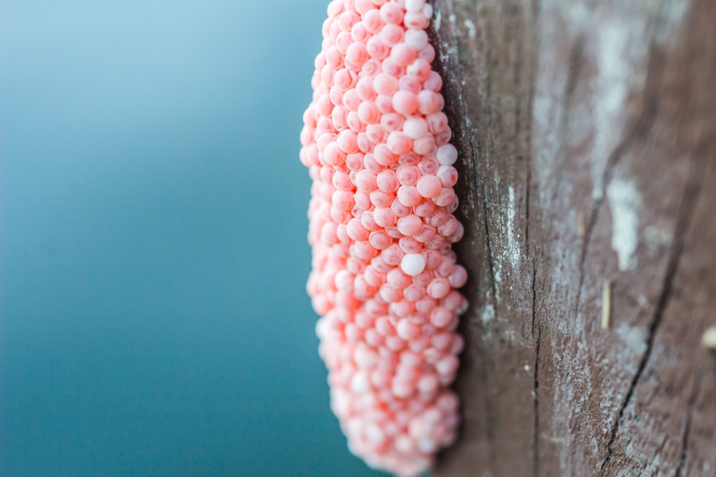 看到这种能够吃下水泥的大蜗牛，有经验的人却选择远远走开