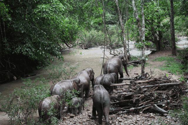 来西双版纳必去的10个地方,来西双版纳必玩的地方