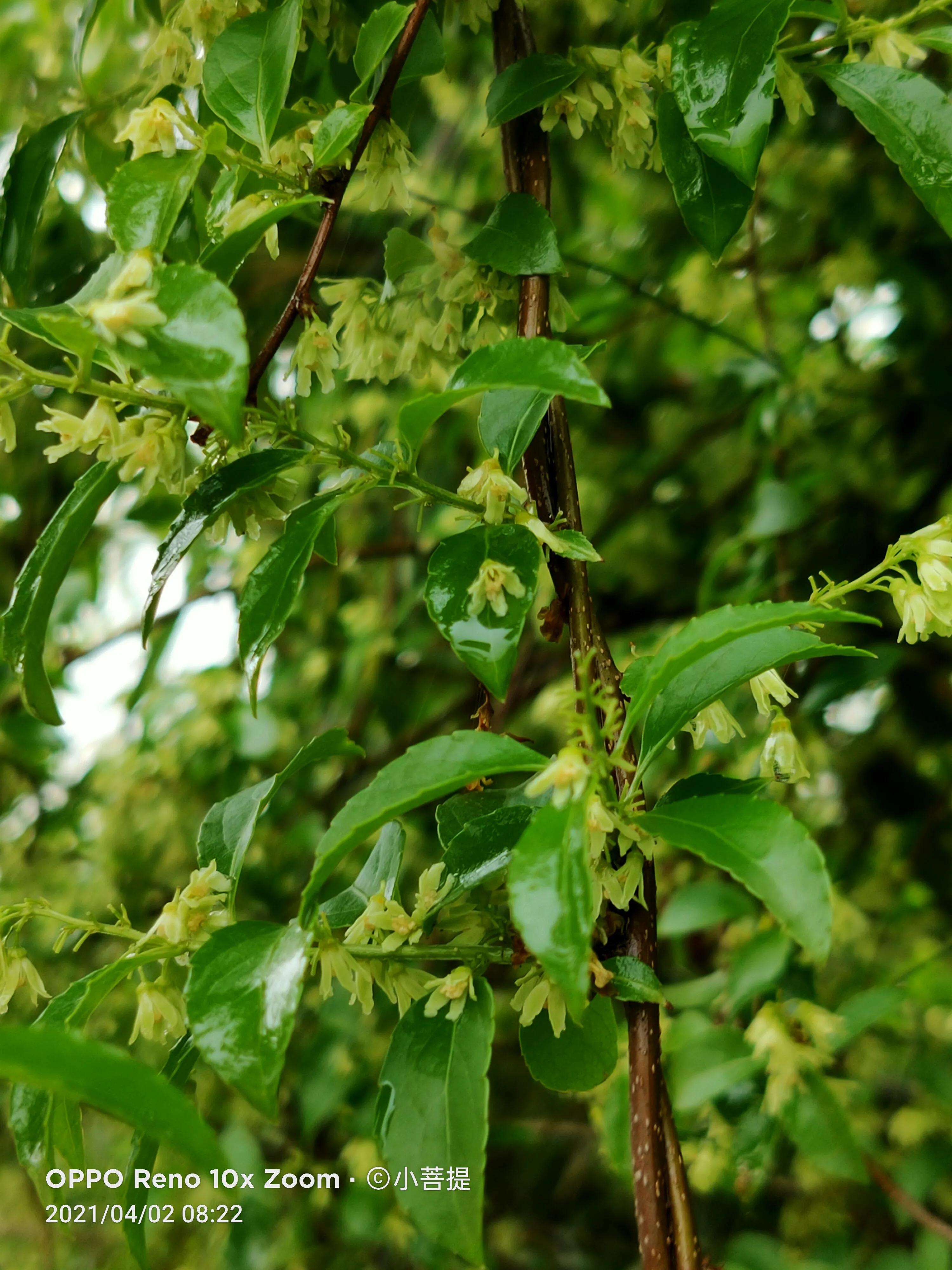 清明时节开花的花草有哪些,早春时节各种植物的样子