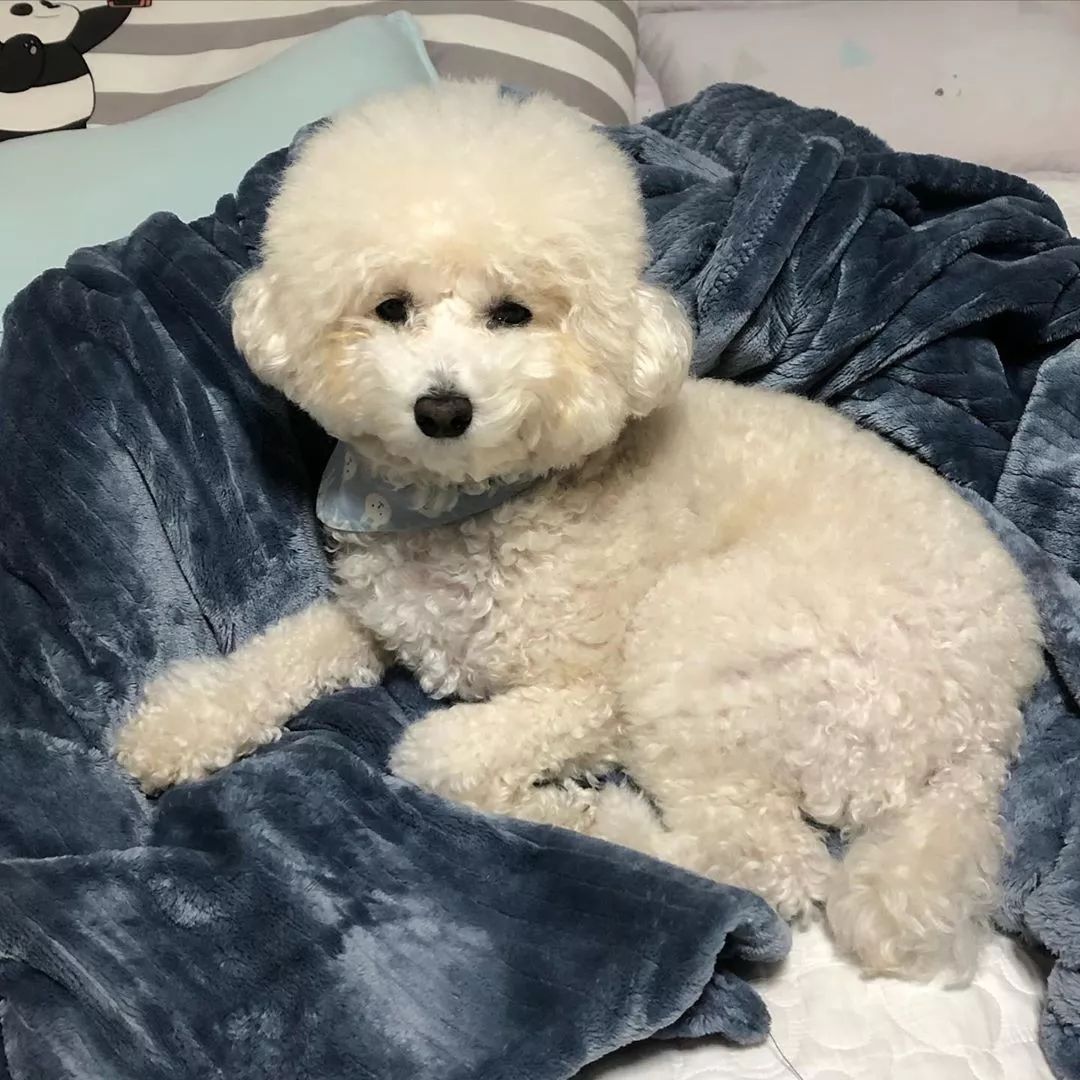 养了这么多狗狗老了都送哪去了,养了这么多年的狗都会心疼