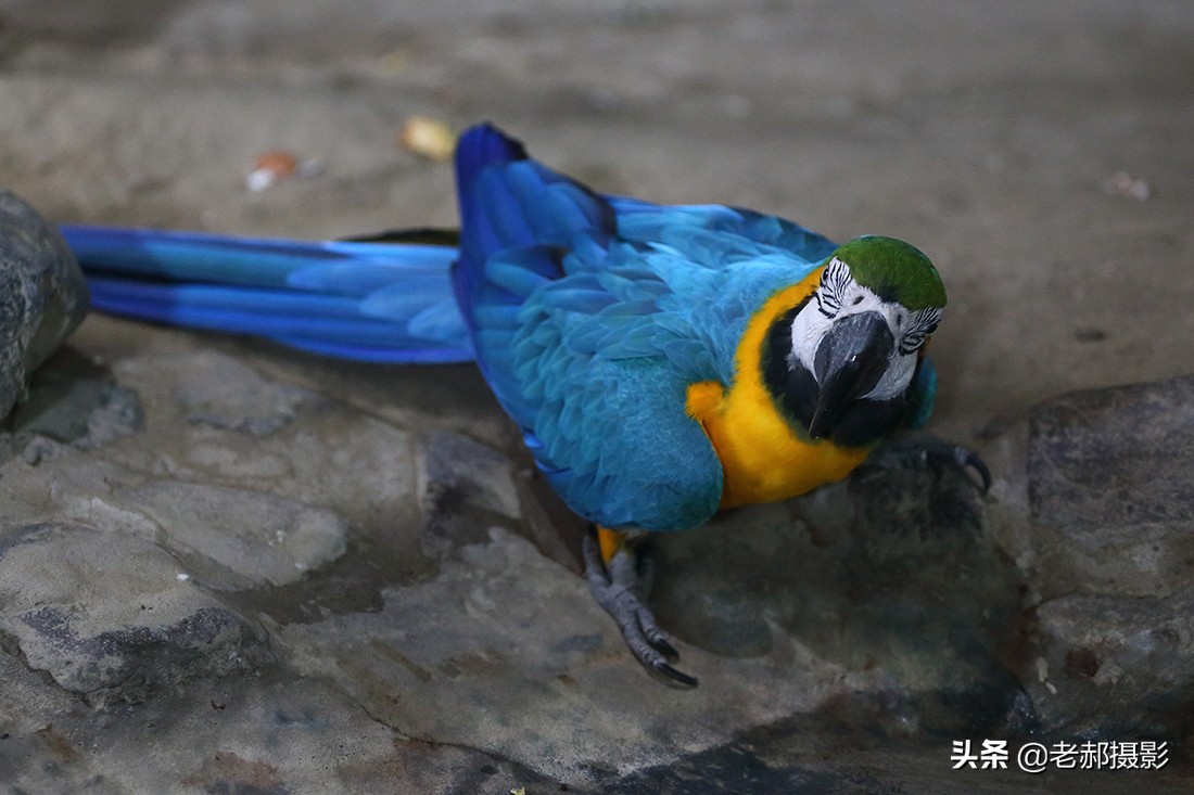 鹦鹉中它是最贵的了吧？