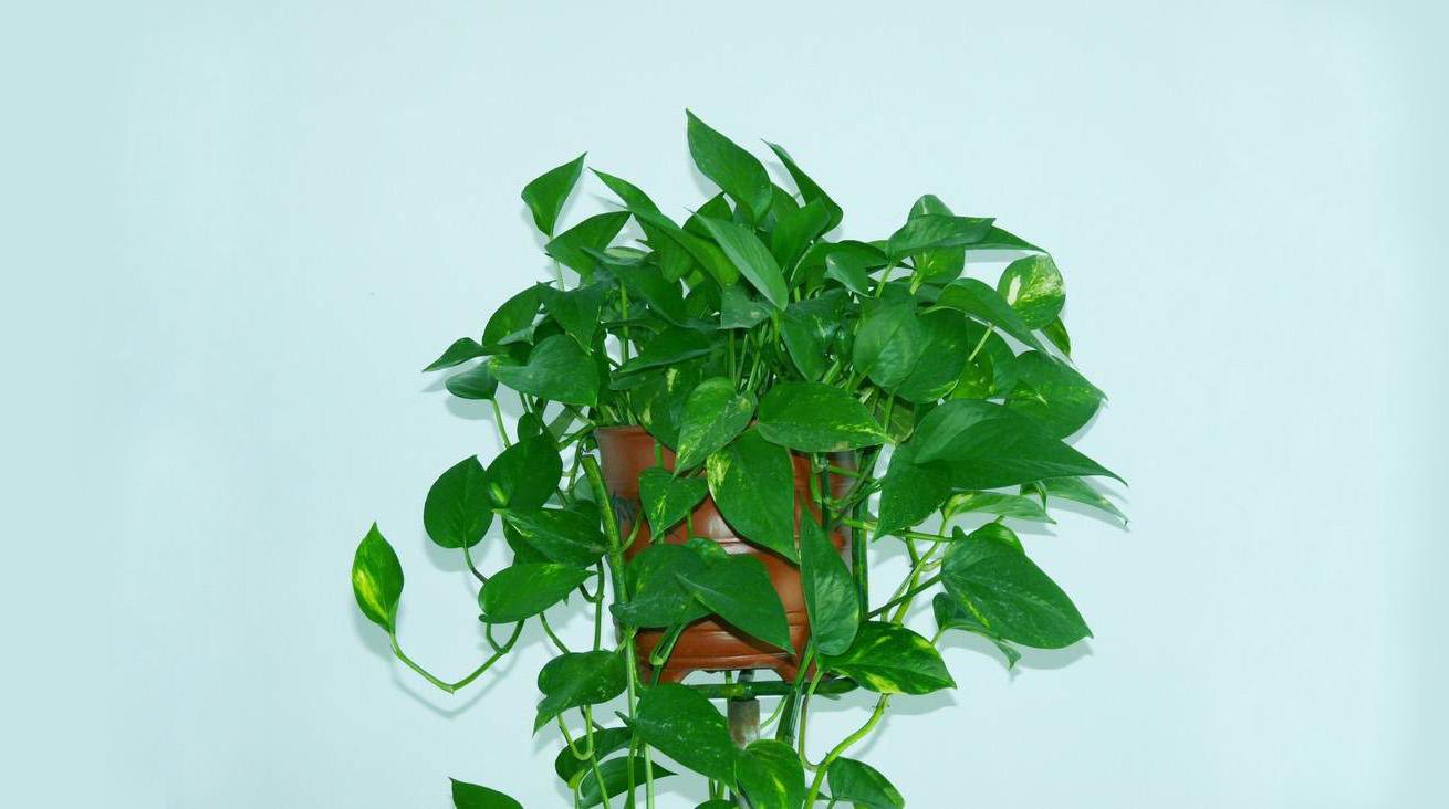 养殖绿萝为什么会黄叶子,绿萝出现黄叶怎么养