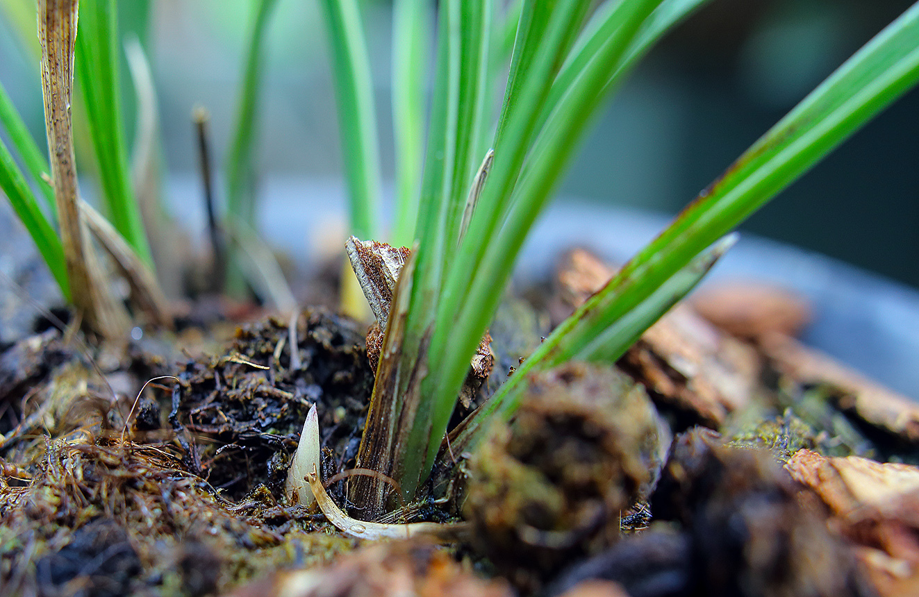 兰花的老芦头芽掉了还有用吗,老芦头的兰花怎么处理