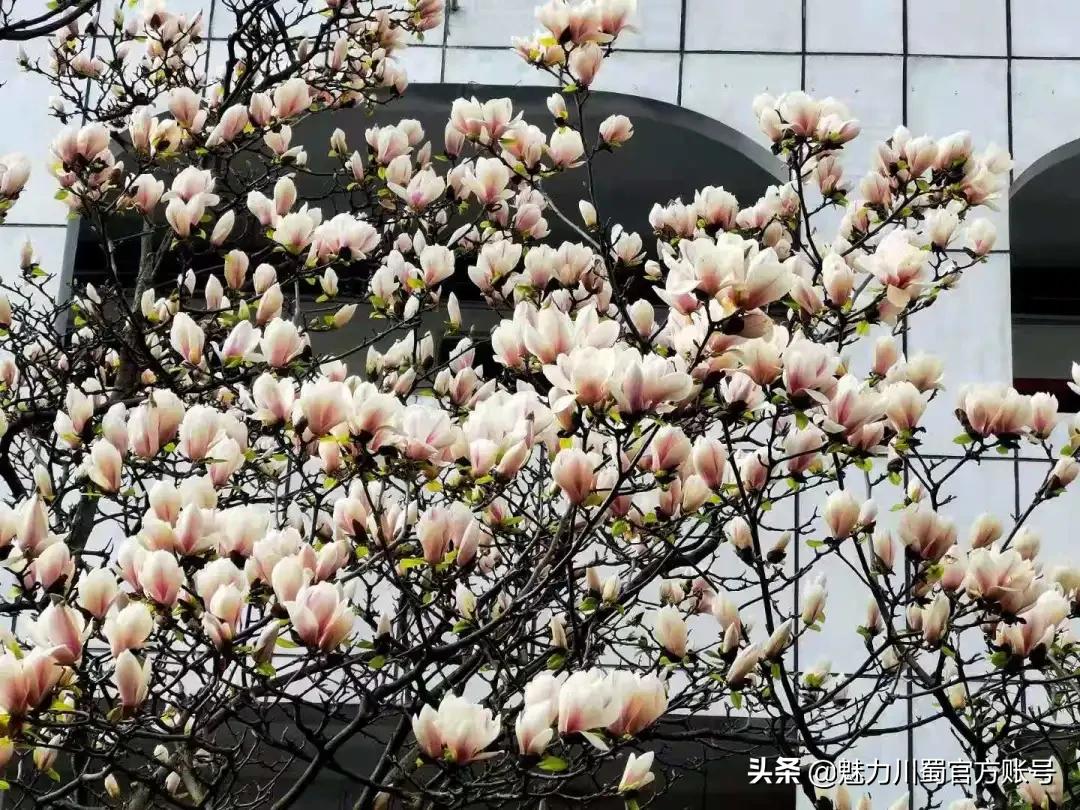 绵阳南山中学办学理念,家长评价绵阳南山中学真实水平