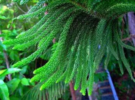 恐龙时代的化石植物,恐龙活化石植物