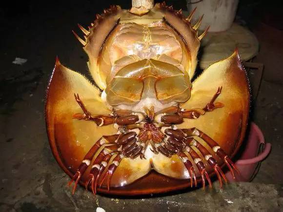 海鲜大全,最全海鲜冷知识