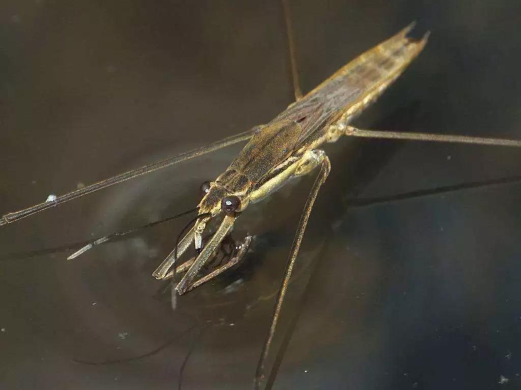 轻功水上漂踩水盆,轻功水上漂出处