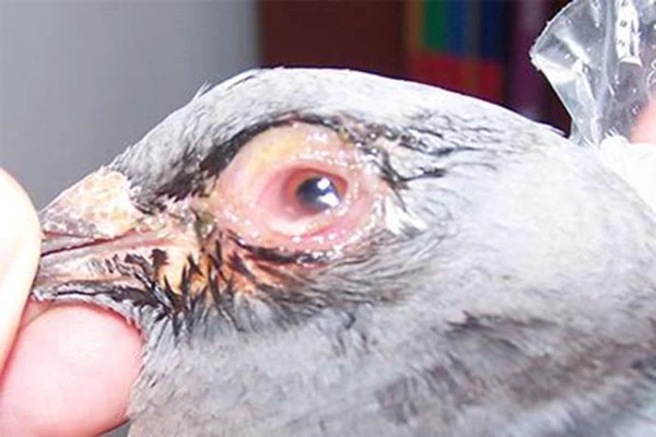 鸽子缺乏维生素的原因,幼鸽营养不良维生素怎么用