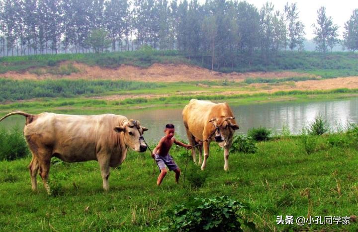 2021年什么养殖业好,农村2021年养殖什么前景最好