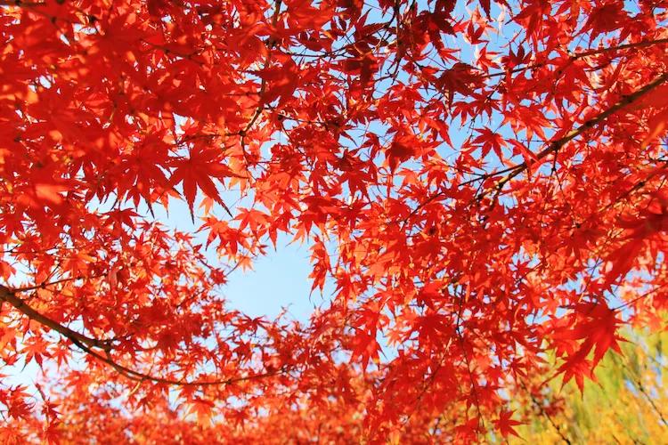 单反快速入门索尼,单反自动挡是哪个