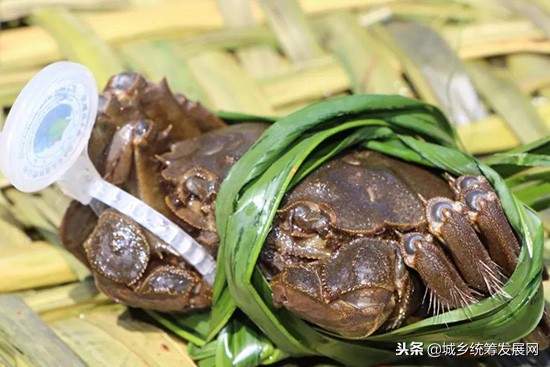 樊霞四川人,樊霞养殖