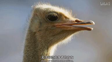 9.9恋爱游戏,9.9分恋爱番