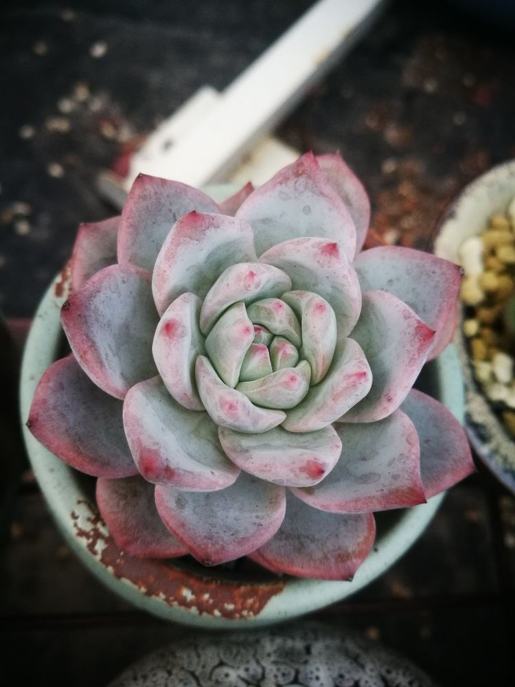 误打误撞的多肉情缘,带我走进多肉小世界!