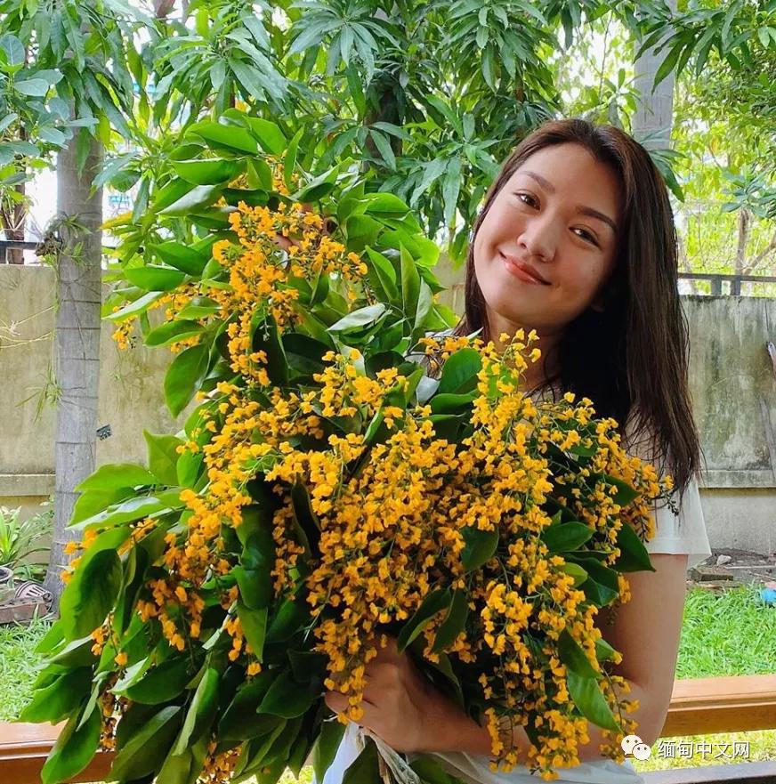 紫檀花开独一无二,紫檀花开了视频