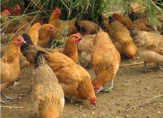 冬季养鸡注意事项,冬季养鸡的十大禁忌