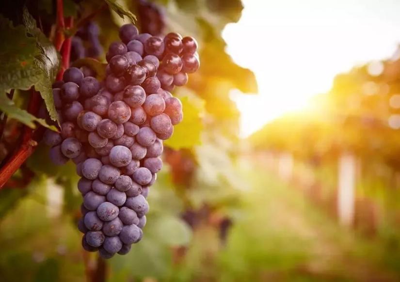 关于葡萄的古诗词有哪些,描写葡萄的古诗词名句