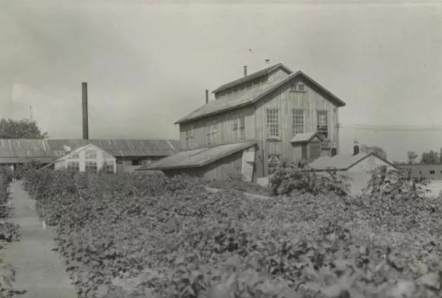 好喝又营养的燕麦奶,无糖燕麦奶