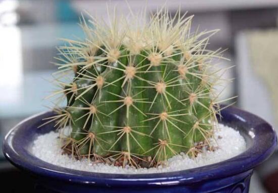 仙人球怎么扦插,仙人球扦插的方法与技巧