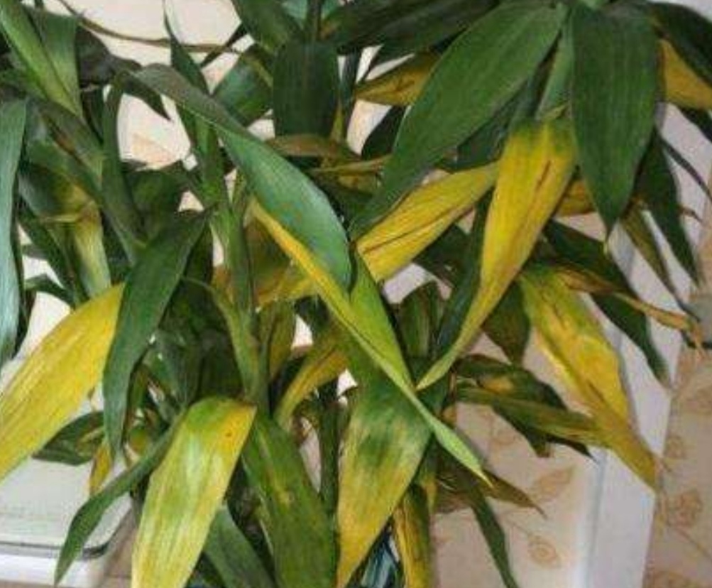 家庭水培富贵竹，常出现黄叶现象，该如何来解决？